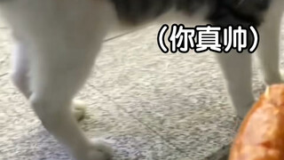【ks奶猫不是屑】更新啦，赶紧来围观吧！