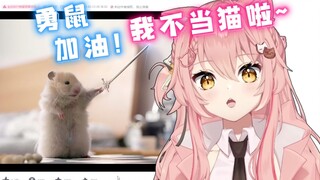 外国猫看「奶糕·猫和老鼠」直呼鼠鼠快跑！【Hiiro】