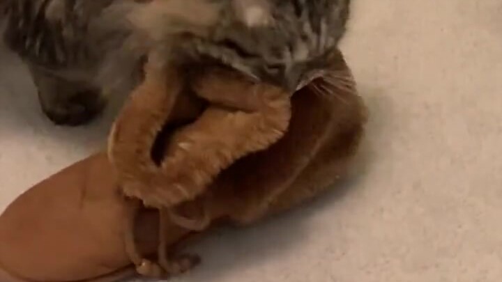 Seorang warganet mengatakan bahwa seekor kucing yang diadopsi ibunya, Lulu, setiap pagi selalu memba