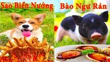 Thú Cưng TV | Bông ham ăn Bí Ngô Cute #56 | Chó thông minh vui nhộn | Pets cute smart dog