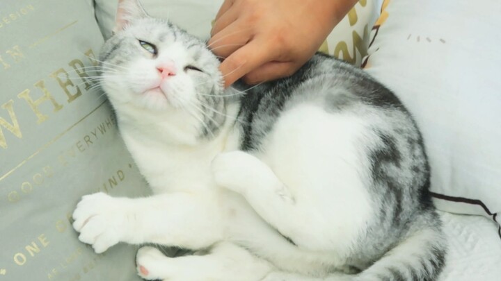 Reaksi kucing saat digelitik telinganya bikin ngakak! Si tuan malah mengangkat jidat dan mengayun-ay