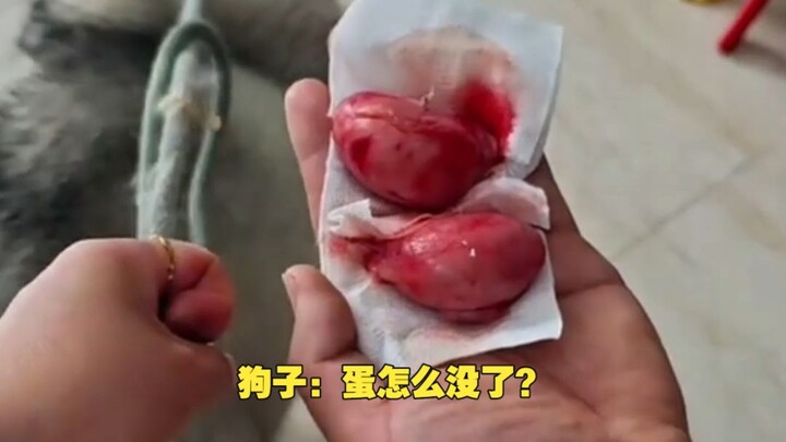 หมาโดนกั๊กตัง จะโกรธเจ้าของไปทั้งชีวิตเลยไหม?