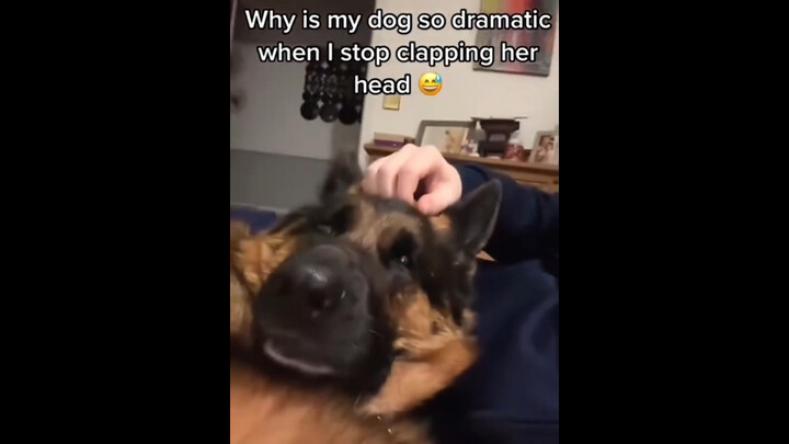 Saat kamu tiba-tiba berhenti membelai anjing…