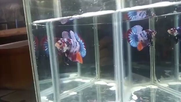 multi nemo hmpk betta