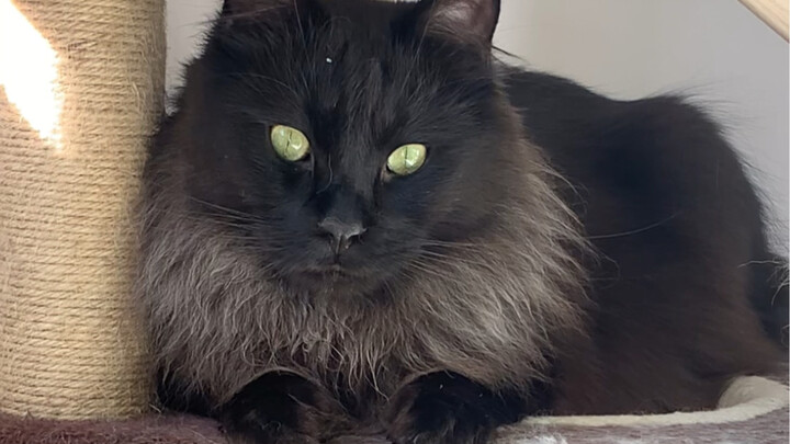 People of different age groups name their cats—don’t forget to type your cat’s name in the comments!