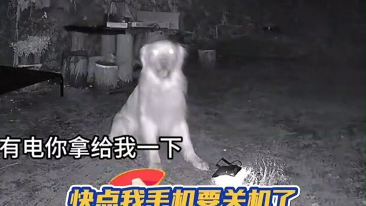 كما هو متوقَّع، كل شيء يمتلك روحاً: الجولدن ريتريفر الذي يحمل الكشّاف في فمه ليرشد صاحبه إلى المنزل!