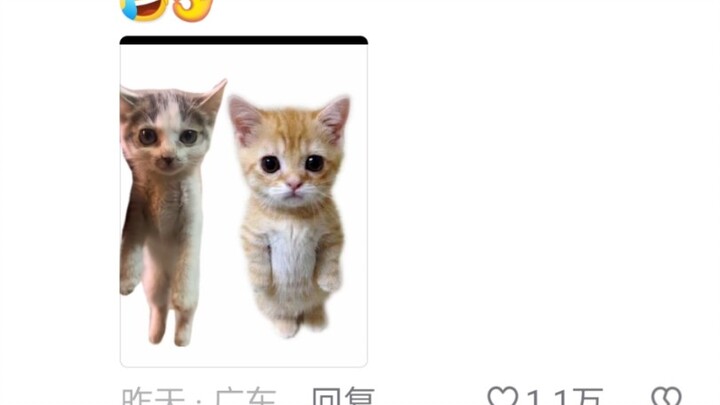 50 tệ một chú mèo con, có lỗ không?