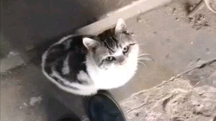 I picked up a stray cat back in February 2023… and this is where we are now.