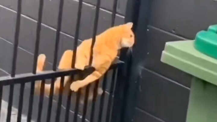 Turns out, there are differences even among cats!