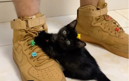 Memelihara kucing hitam itu benar-benar seru!