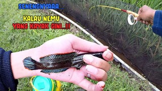 GOKILLL... MANCING CHANNA LIMBATA DI SAWAH KERING!!!