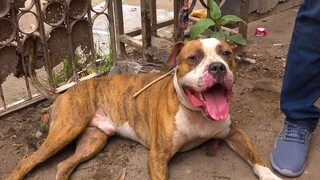 Saddar Dogs Market Karachi 20-8-2023 _ German Shepherd Pit bull Dogs Husky Dogs