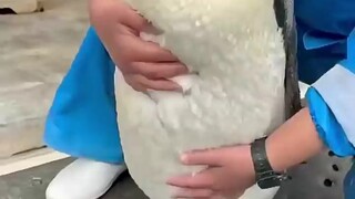 เหตุผลที่ไม่ควรสัมผัสเพนกวิน