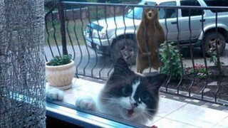 مختارات من مقاطع الفيديو الممتعة من الخارج، بعد مشاهدتها تشعر أن العالم بأكمله مليء بالبهجة! #159