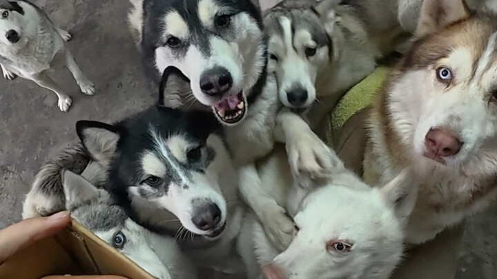 Saya sedang memelihara 18 ekor anjing husky (sudah bangkrut)
