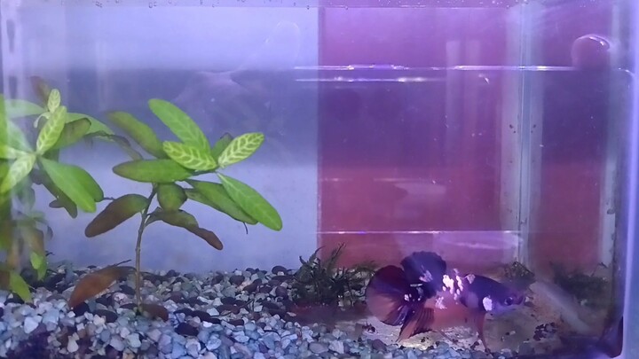 inilah anak2 yg dh mutasi..induk nya hampir sama..🥰🥰