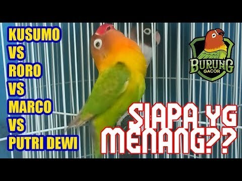 Lovebird Kusumo vs Roro vs Marco vs Putri Dewi Semua Ngekek Panjang, Siapa yg Juara?
