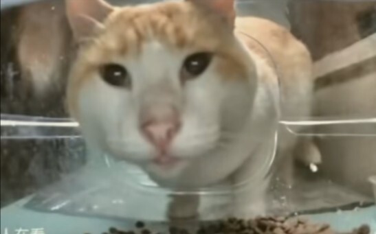 "Feed 10 grams of cat food"