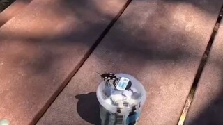"Hewan peliharaan kecil" tak terduga yang ditemukan di kolam renang telah berubah saat saya memeliha