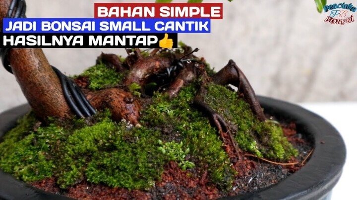 Tantangan membuat bonsai lohansung dari semeton bonsai