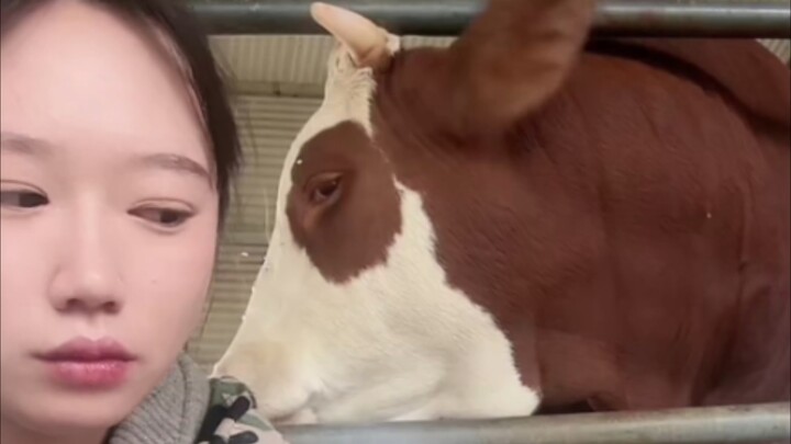 นิวหนิวก็หึงและโกรธได้เหมือนกัน สุดท้ายทั้งสองต่างถอยคนละก้าว แล้วกลับมาคืนดีกันอีกครั้ง～