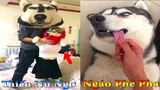 Thú Cưng TV | Dương KC Pets | Ngáo Và Ngơ #17 | chó thông minh vui nhộn | funny cute smart dog