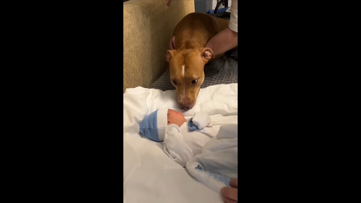 เมื่อเจ้าตูบเห็นเบบี๋ครั้งแรก…