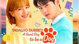 A G00D DAY TO BE A DOG EP8