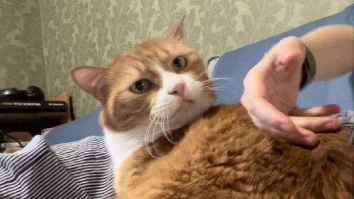 نُصِحِّح سمعة مَن يُقبِّلون القطط!