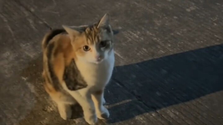 Kucing kecil “bertemu tipe penghindar, jangan main-main dengan perasaan”