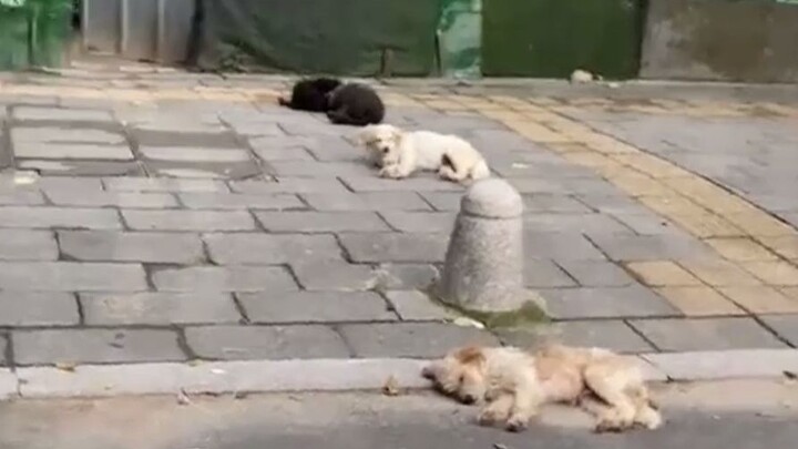 ชายรบกวนหมาพักผ่อนจนถูกจองเวร พอเดินผ่านอีกครั้งก็โดนหมาวิ่งไล่ตามอย่างดุเดือด