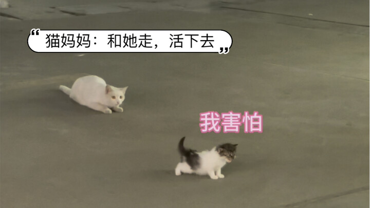 اتضح أن حنان الأم عند القطط عظيم إلى هذا الحد! أبكي!