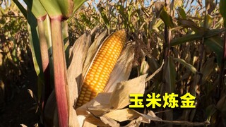 1吨玉米，竟然能提炼出10克黄金？看完涨知识了
