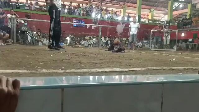 Claret X GB.. Winn Stag gulang ng kalaban. senyalado lang din tlga