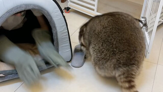 Playing games with a chubby raccoon—great for burning energy #Raccoon #CutePetDebutProject #Raccoon