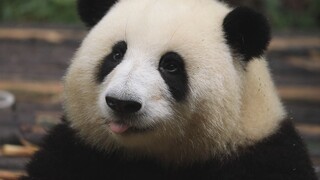 So pandas really can understand Sichuan dialect after all!