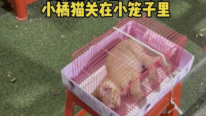 Every time I see a live cat at a night market, I want to take it home.