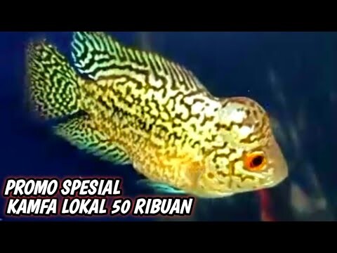 Jual Louhan Kamfa F3 lokal Cilnong harga 50 ribuan