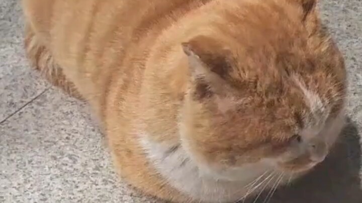 Grandma’s fat cat