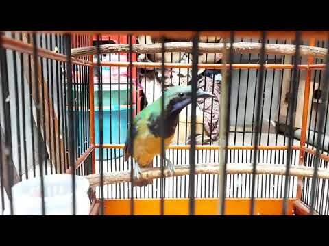 CUCAK CUNGKOK