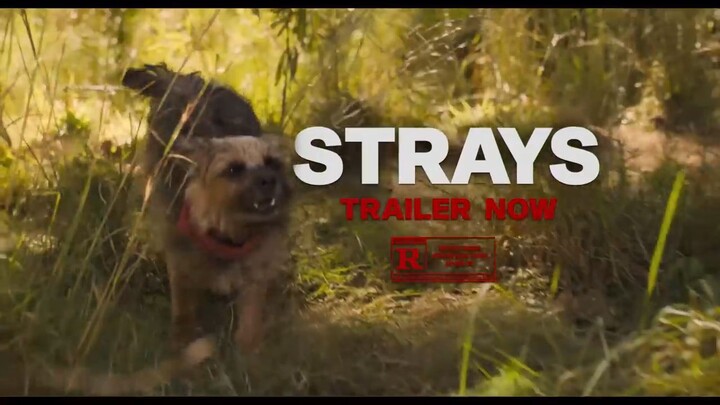 STRAYS Red Band: Watch the ful movie from the Link in the description