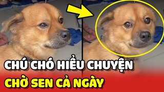 Chú chó HIỂU CHUYỆN quyết NHỊN VỆ SINH cả ngày chờ mẹ về 😍 | Yêu Lu