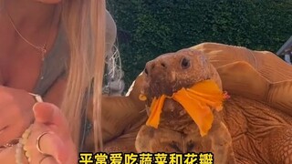 小姐姐养的乌龟陪了她18年