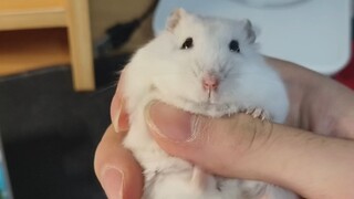 Shushu, saya telah menjadi mouse nirkabel.