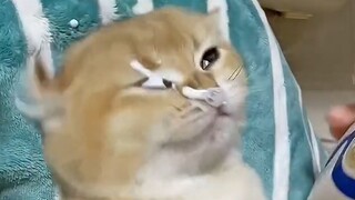 Cat: "Trong đời tôi chưa bao giờ cạn lời đến thế!"