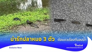 น่ารักไม่ไหว ปลาหมอ 3 ตัว เดินเรียงกันในค่ายทหาร ทำคนพบเห็นงงมายังไง|Thainews - ไทยนิวส์|28-JJ