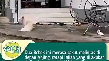 Pura Pura Tidak Lihat Lah