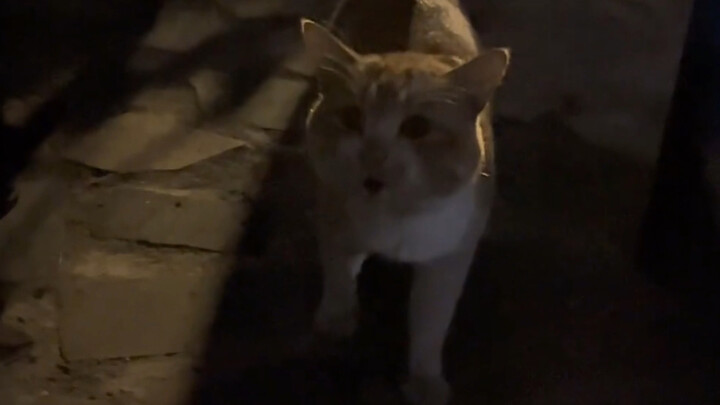 كيف يمكن أن تكون صيحته هكذا؟