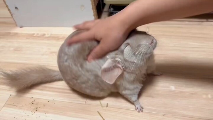 Challenging the cutest Totoro on the entire internet