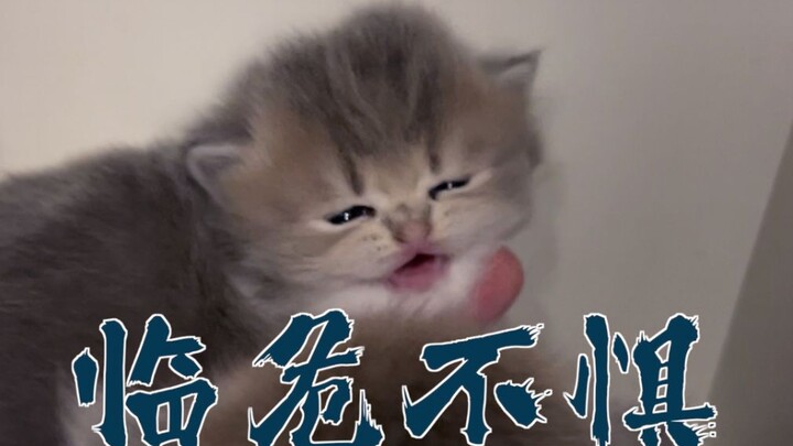 What? This generation of “little milk cats” has already learned how to counter PUA???